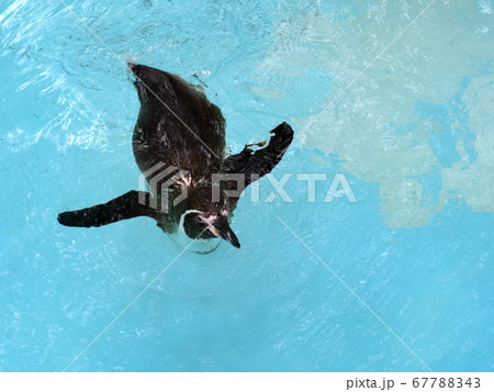 泳ぐフンボルトペンギン 泳ぐフンボルトペンギン 67788343