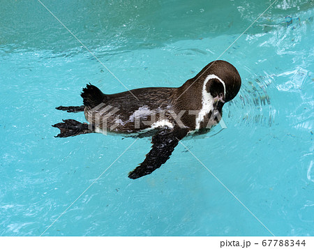 泳ぐフンボルトペンギン 67788344