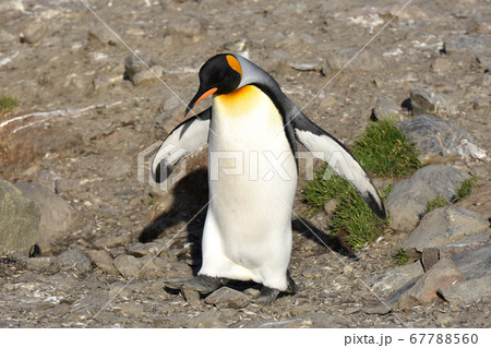 オウサマペンギン(サウスジョージア島) オウサマペンギン(サウスジョージア島) 67788560
