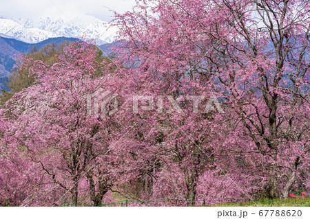 【長野県】小川村　番所の桜山と北アルプス 67788620