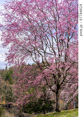 【長野県】小川村 番所の桜山 【長野県】小川村 番所の桜山 67788629