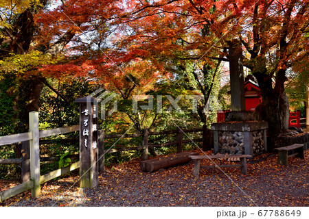 甲斐の猿橋 紅葉 甲斐の猿橋 紅葉 67788649