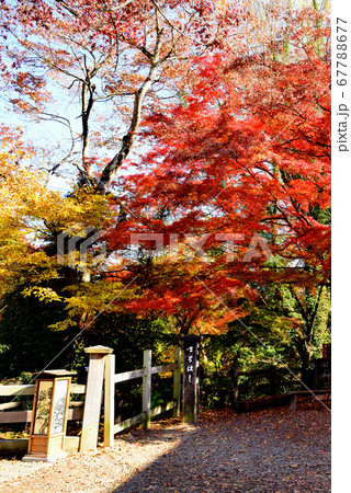 日本三奇橋の一つ甲斐の猿橋 紅葉 日本三奇橋の一つ甲斐の猿橋 紅葉 67788677