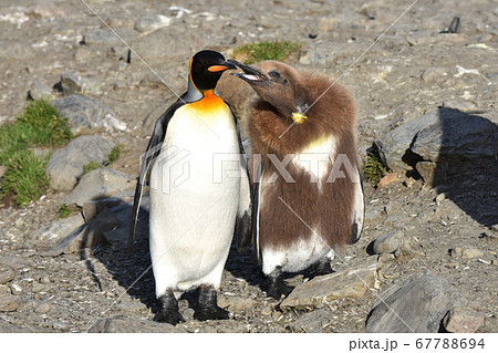 オウサマペンギンの雛（サウスジョージア島） 67788694
