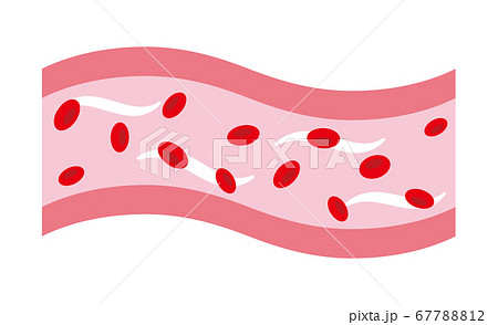 しなやかで健康的な血管 67788812