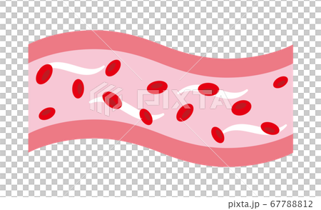しなやかで健康的な血管 67788812