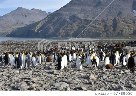 オウサマペンギンの営巣地（サウスジョージア島） 67789050
