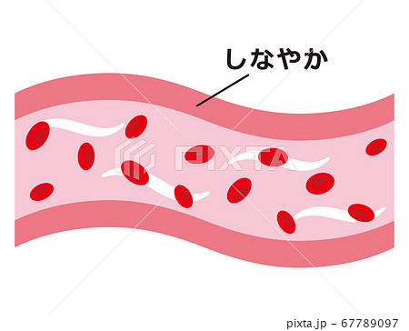 しなやかで健康的な血管のイラスト素材