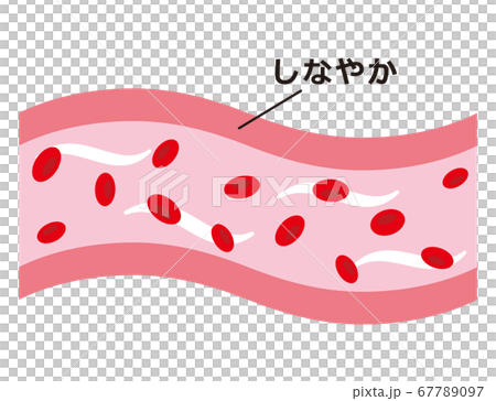 しなやかで健康的な血管のイラスト素材