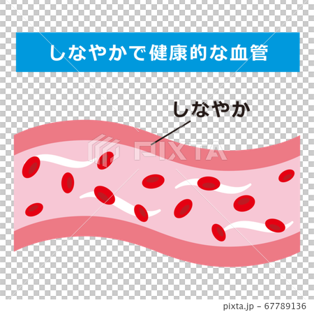 Supple and healthy blood vessels - Stock Illustration [67789136] - PIXTA