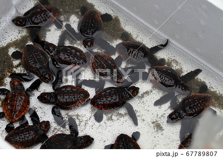 海亀の孵化の写真素材