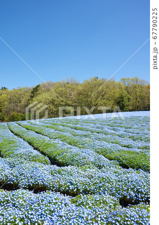 ネモフィラ花畑 ネモフィラ花畑 67790225