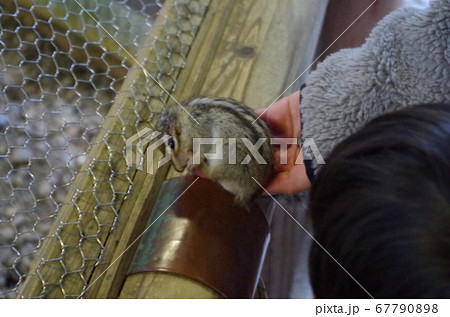 リス園にて毛づくろいをするリス 67790898