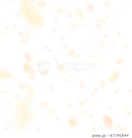 Yellow orange flower petals falling down. Impressi Yellow orange flower petals falling down. Impressi 67790944