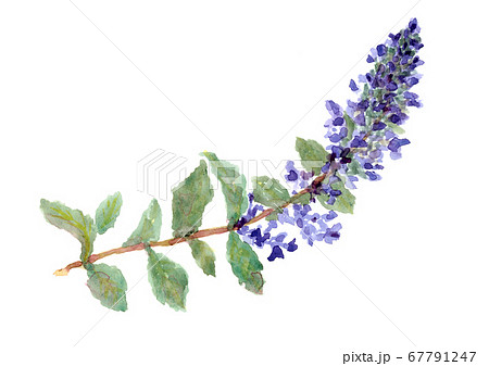 水彩で描いた野草紫の花ジュウニヒトエのイラスト素材のイラスト素材