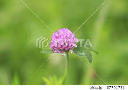 アカツメクサ（赤詰草）　草花　　　 67791731