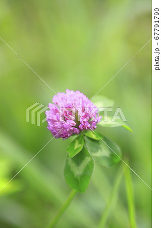 アカツメクサ(赤詰草) 草花 アカツメクサ(赤詰草) 草花 67791790