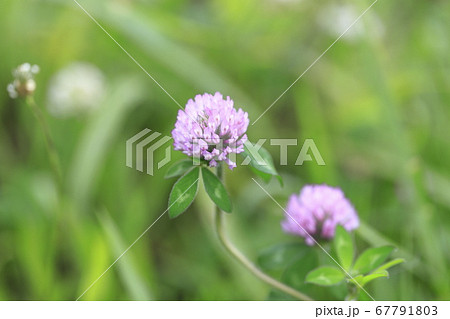 アカツメクサ(赤詰草) 草花 アカツメクサ(赤詰草) 草花 67791803