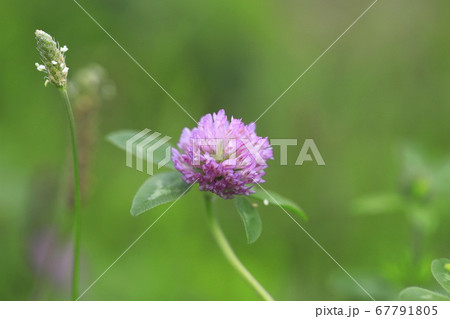 アカツメクサ(赤詰草) 草花 アカツメクサ(赤詰草) 草花 67791805