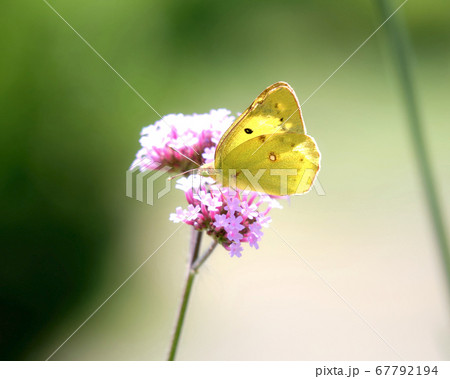 三尺バーベナの蜜を吸うモンキチョウ 三尺バーベナの蜜を吸うモンキチョウ 67792194