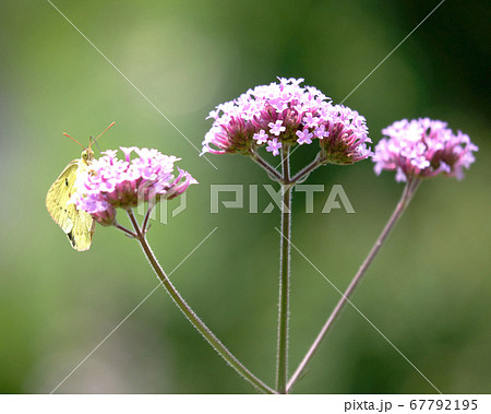三尺バーベナの蜜を吸うモンキチョウ 67792195