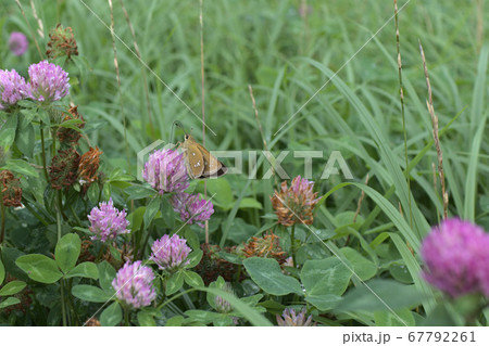 花とセセリチョウ 花とセセリチョウ 67792261