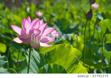 逆光で光る大賀ハスの花 逆光で光る大賀ハスの花 67792274