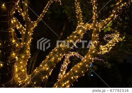 Decorative outdoor string lights hanging on tree Decorative outdoor string lights hanging on tree 67792316