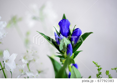 リンドウとデルフィニュームの花　花瓶 67792383