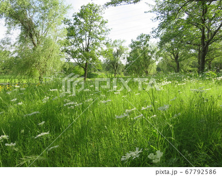 白いコリアンダーの花が咲く季節の北柏ふるさと公園の景色 67792586