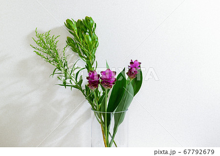 クルクマの花 花瓶の写真素材