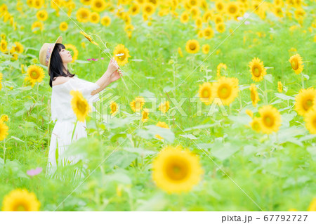 ひまわり畑と白いワンピース姿の女性の写真素材