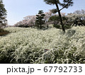 ユキヤナギと桜 67792733