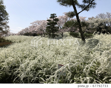 ユキヤナギと桜 ユキヤナギと桜 67792733