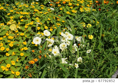 小さな花 67792852