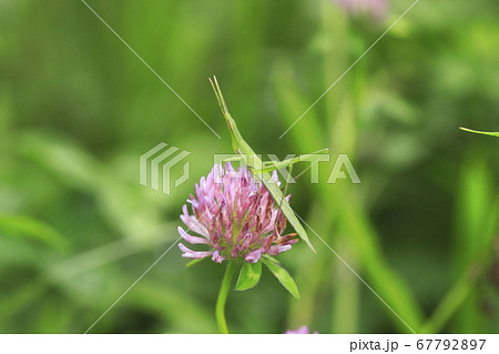 アカツメクサにとまったショウリョウバッタ　　　 67792897