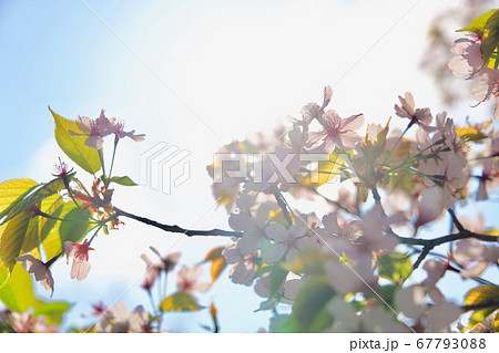 太陽に透ける桜 67793088