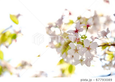 光に桜(コピースペース) 光に桜(コピースペース) 67793089