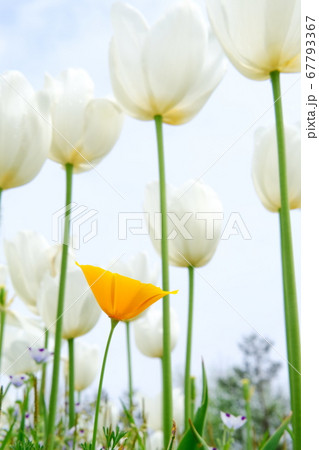 チューリップ チューリップ 67793367