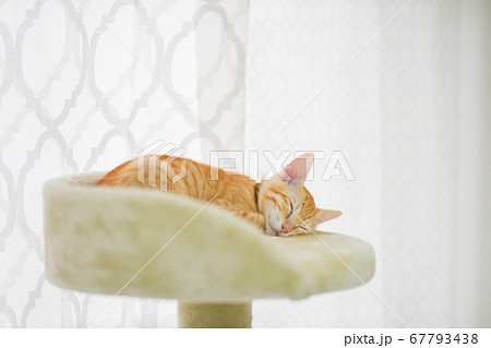 キャットタワーで熟睡する茶トラの可愛い子猫 キャットタワーで熟睡する茶トラの可愛い子猫 67793438