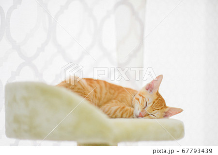 キャットタワーで熟睡する茶トラの可愛い子猫 キャットタワーで熟睡する茶トラの可愛い子猫 67793439