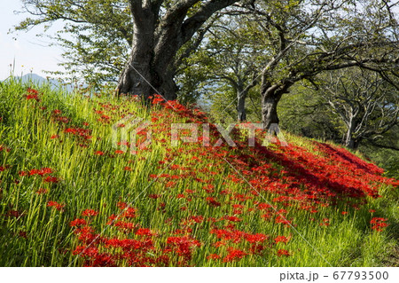 法勝寺川堤の彼岸花 67793500
