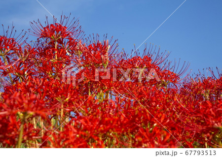 法勝寺川堤の彼岸花 67793513