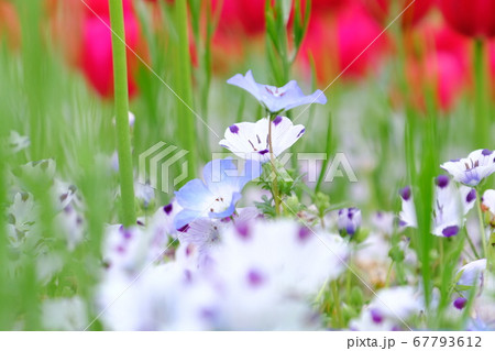 ネモフィラとチューリップ 67793612