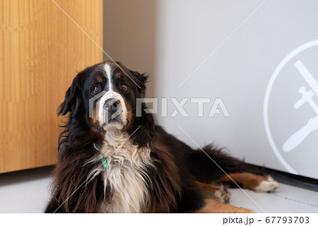 犬 犬 67793703