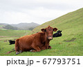 牛 67793751