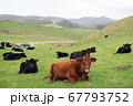 牛 67793752