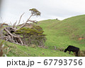 牛 67793756