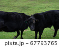 牛 67793765