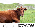 牛 67793766